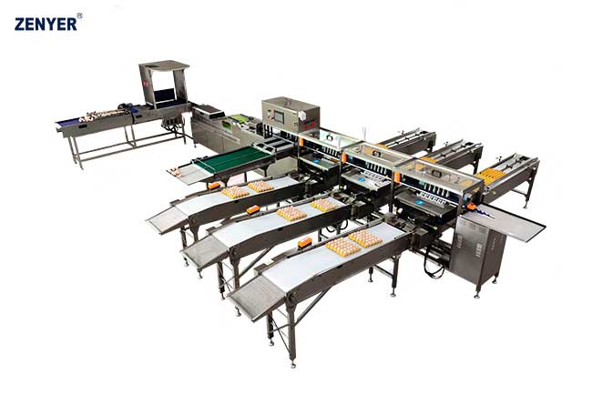 Máquina de clasificación de huevos FBB10-3 (104A) — foto